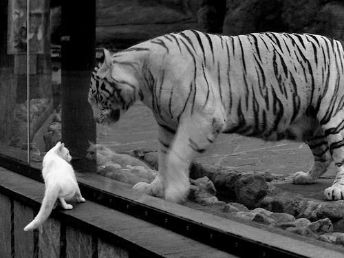 鹈鹕掀起毁灭性狂潮，乔治以奥运前奏的完美宣言接管关键战