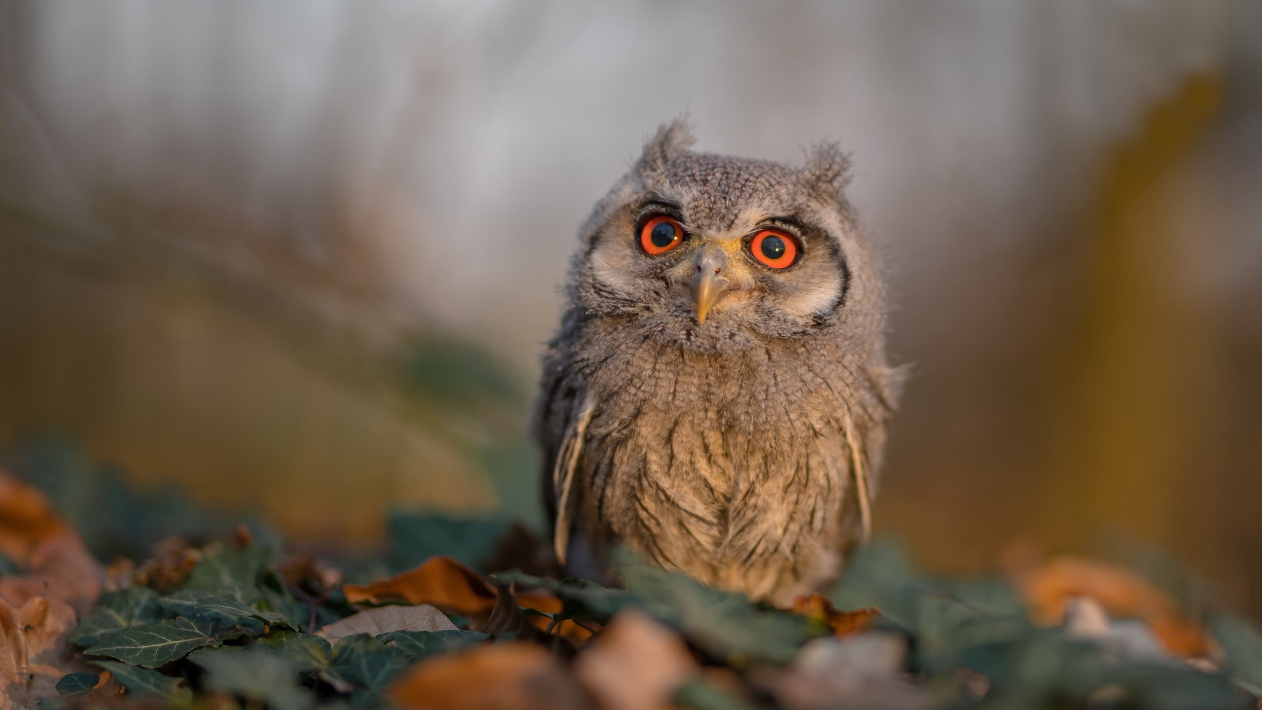 无声的宣言，浓眉与独行侠如何以截然不同的方式重写西部叙事