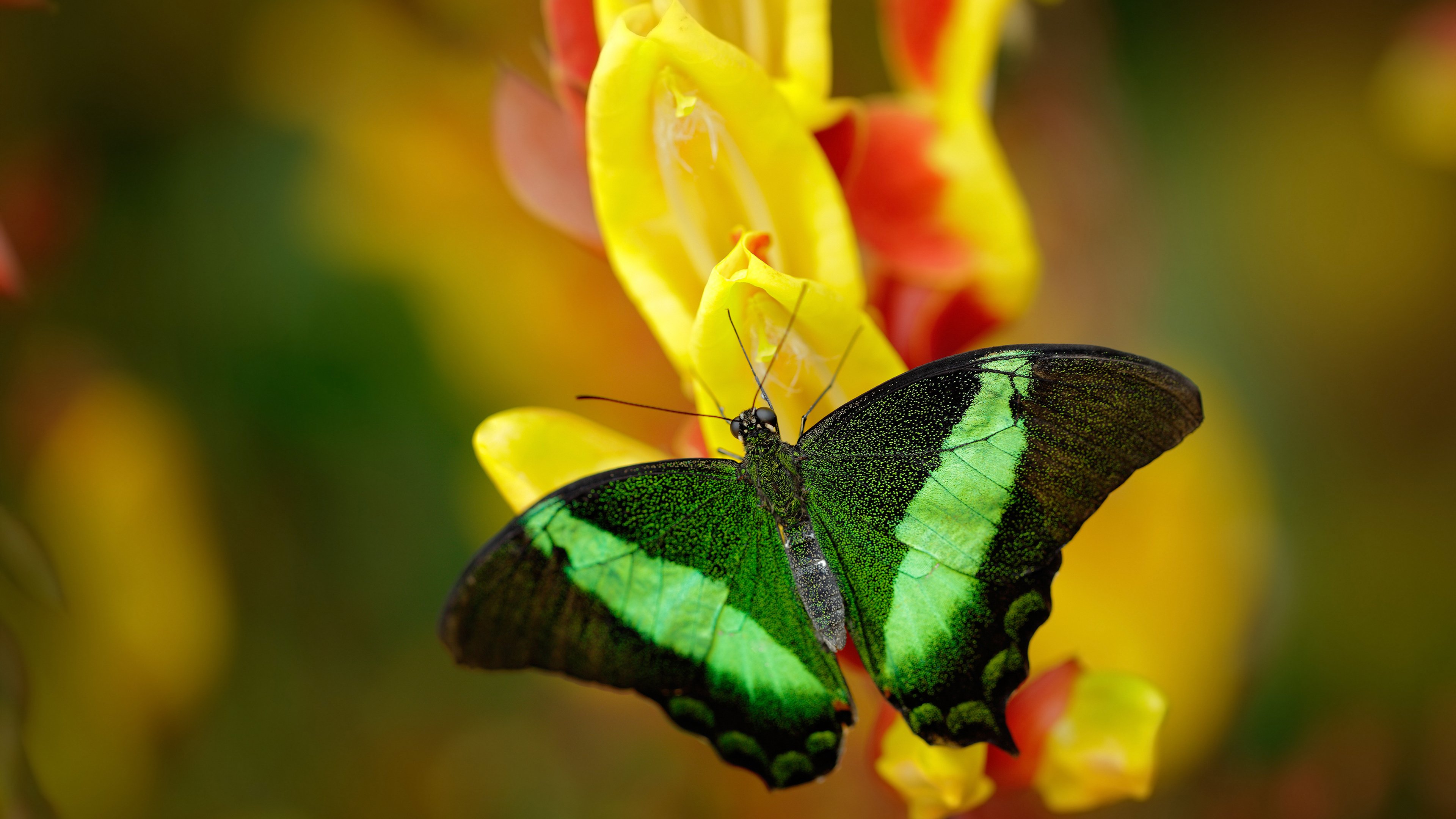 木偶大师加克波,用隐形丝线编织欧冠决赛之夜