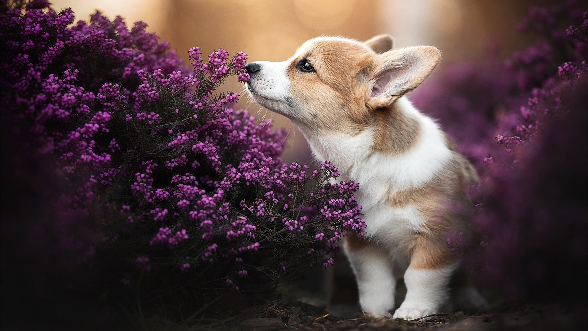 华丽独舞，卡拉斯科一个人的战争，突尼斯如何斩落南美劲旅哥伦比亚
