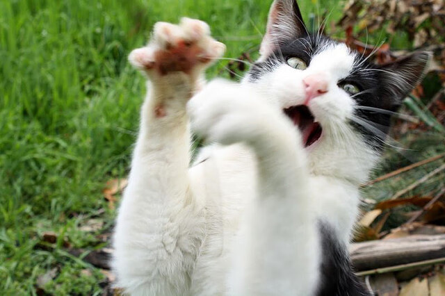 世界排名争夺战焦点战,雷霆如何提前终结上海队的悬念?